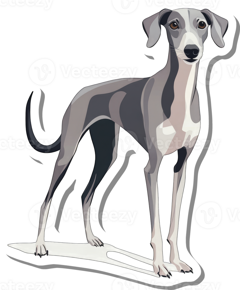 An Italian Greyhound stands gracefully displaying its elegant form png