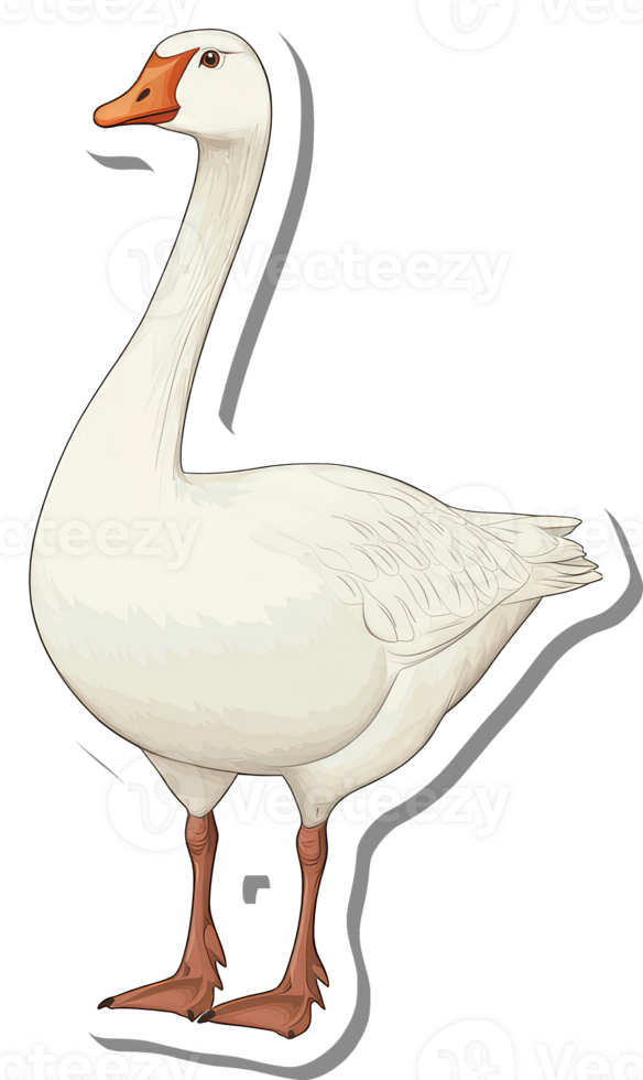 A Domestic White Goose Stands Isolated Against A Black Background png