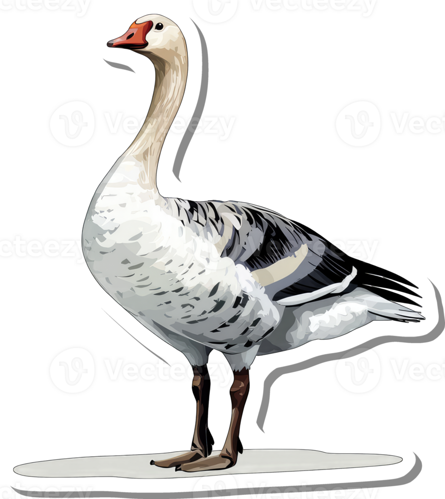 A White Goose Standing on a White Surface png