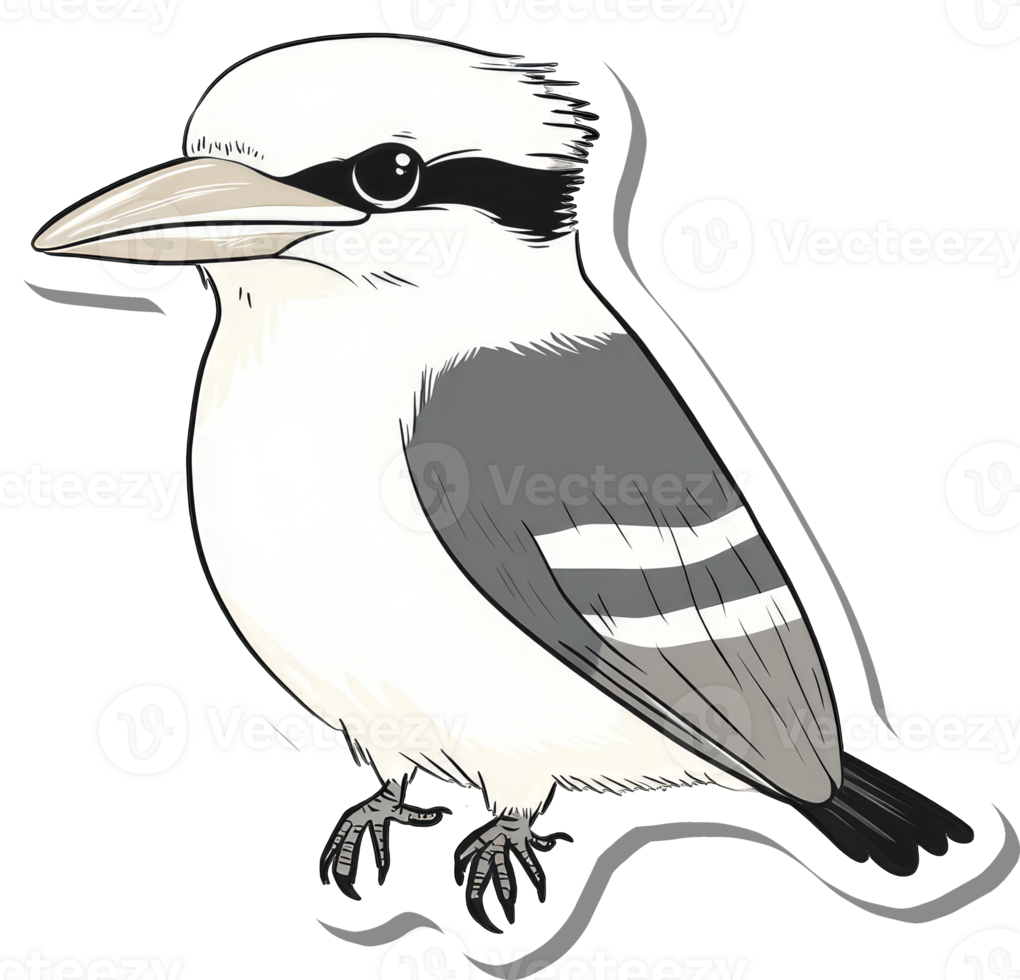 A Detailed Illustration Of A Laughing Kookaburra Bird png