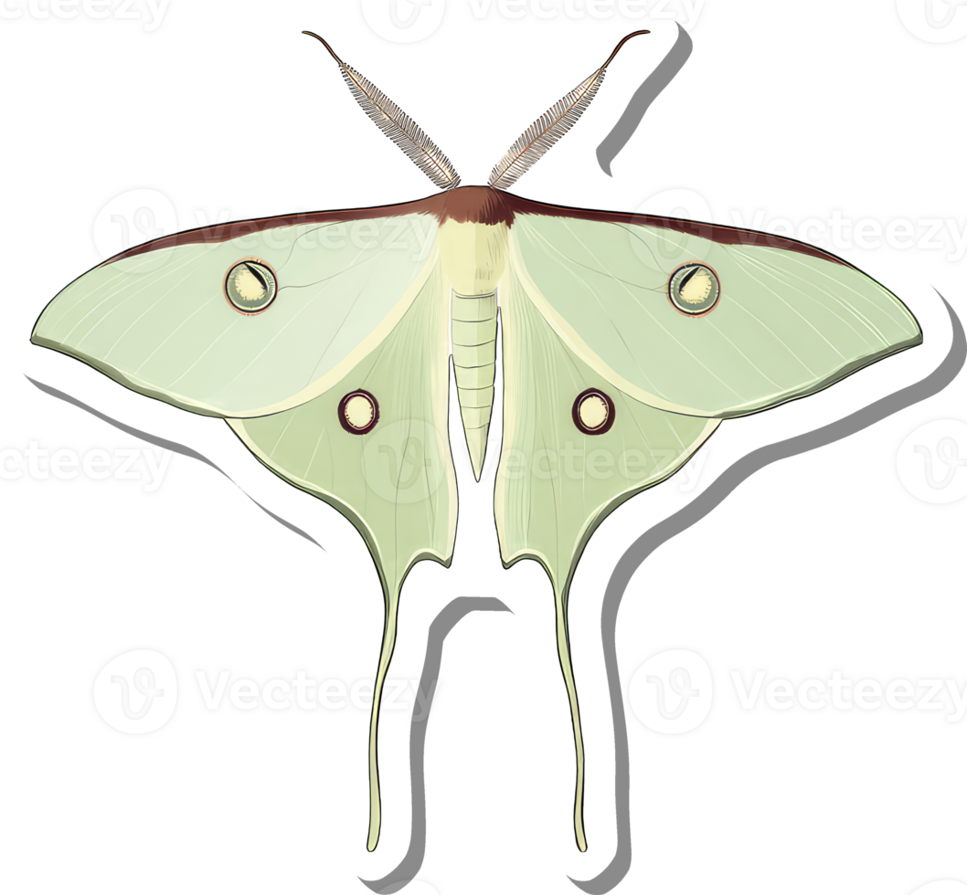 Luna Moth Detailed Illustration Showing Wing Veins And Eyespots png