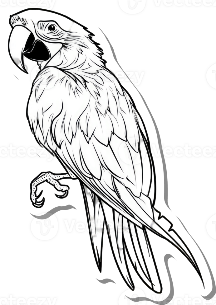 A Detailed Line Drawing Of A Macaw Parrot png