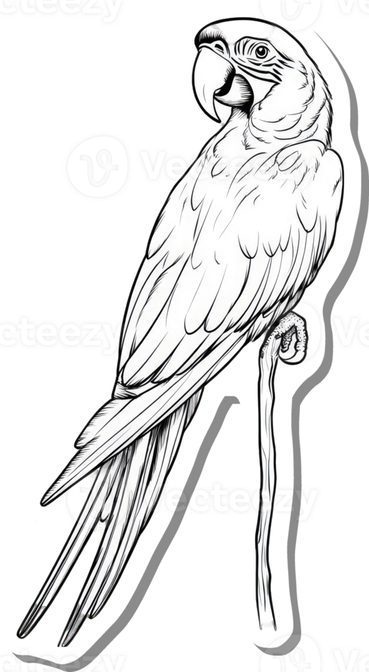 A Detailed Line Drawing Of A Macaw Perched On A Branch png