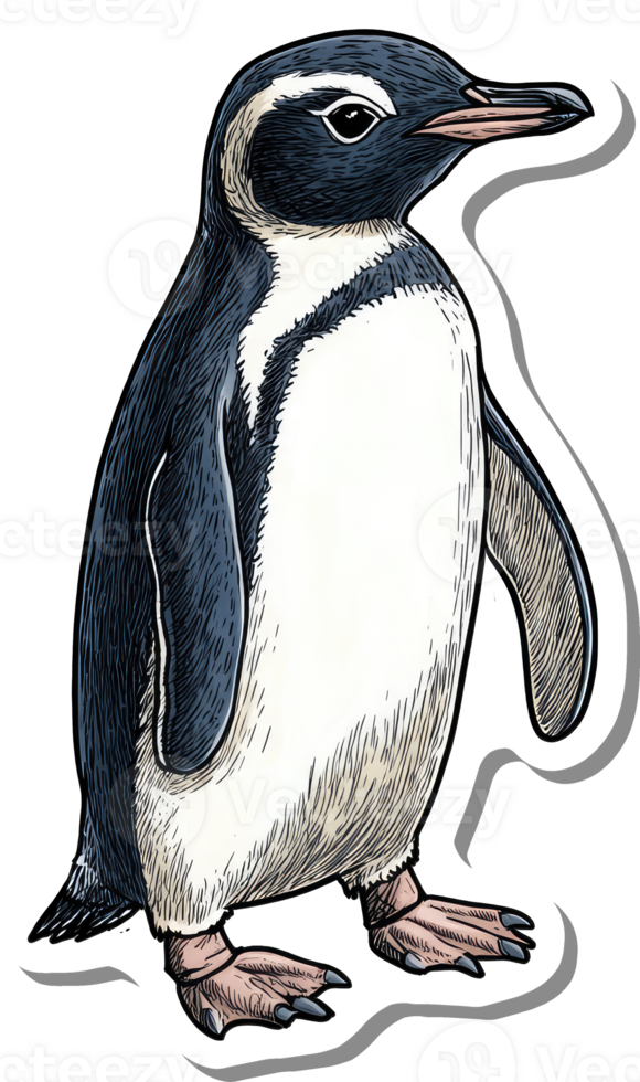 A Hand Drawn Illustration Of A Juvenile Penguin png