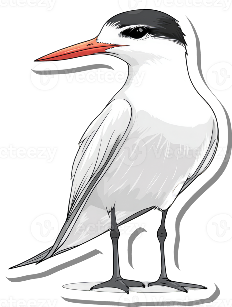 Elegant White Tern Bird Illustration Showing Detail png