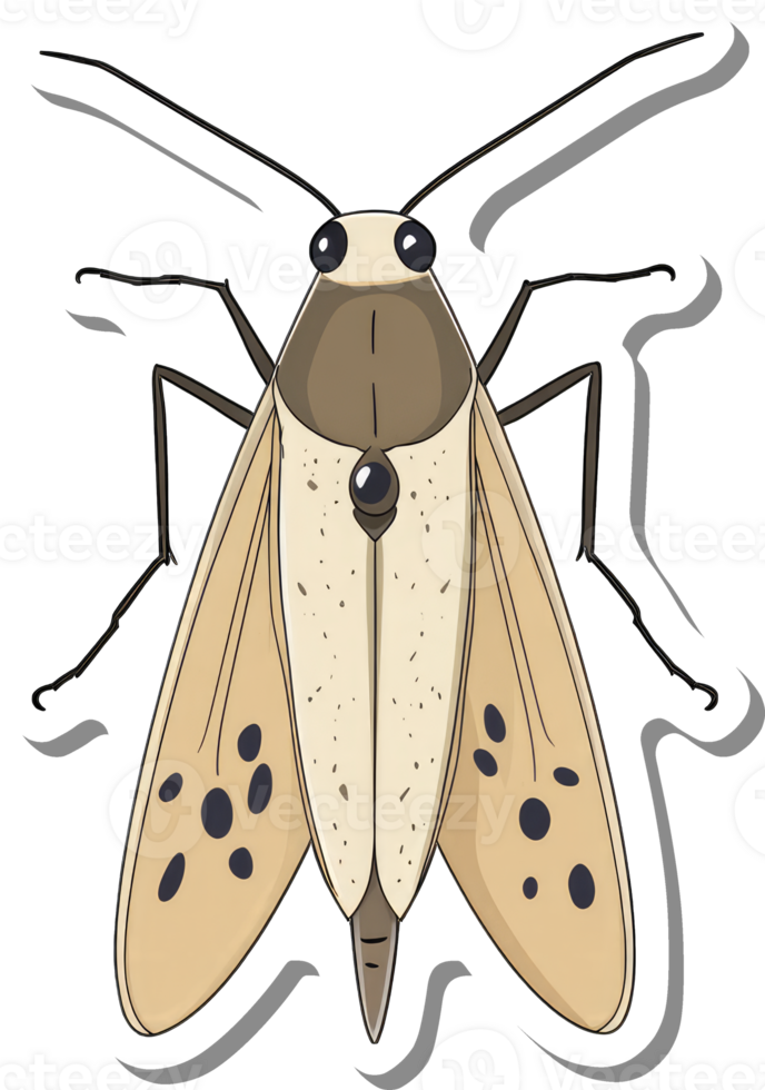A Detailed Illustration Of A Spotted Moth png