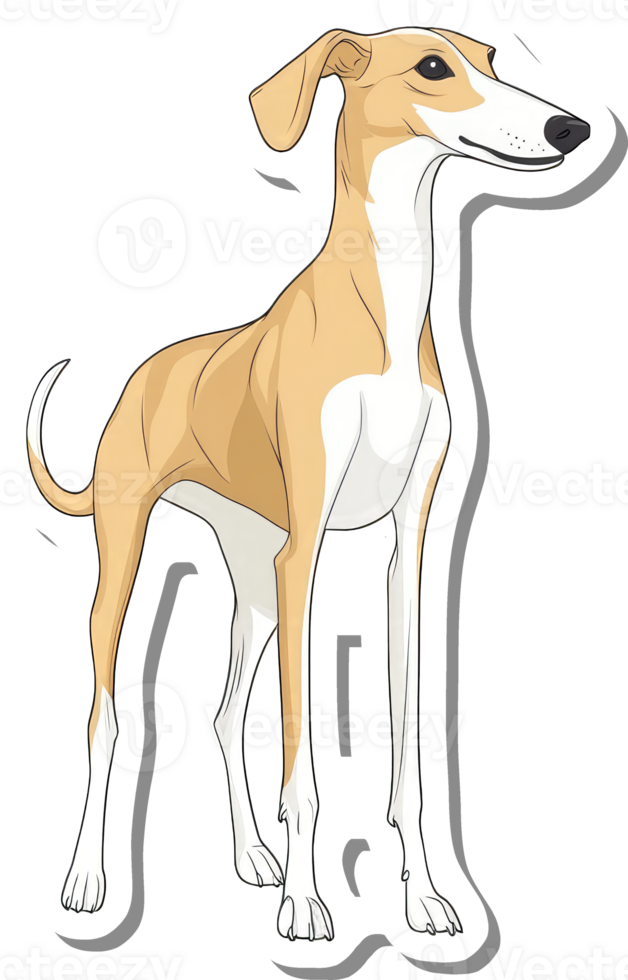 A Whippet Dog Breed Illustration Showing Its Elegant Posture png