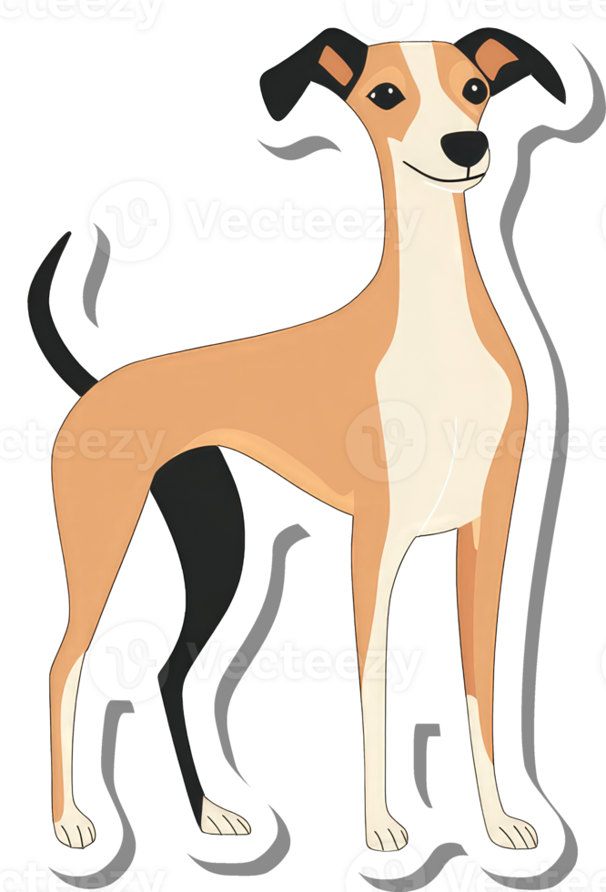 A Whippet Dog Standing Proudly Displayed png