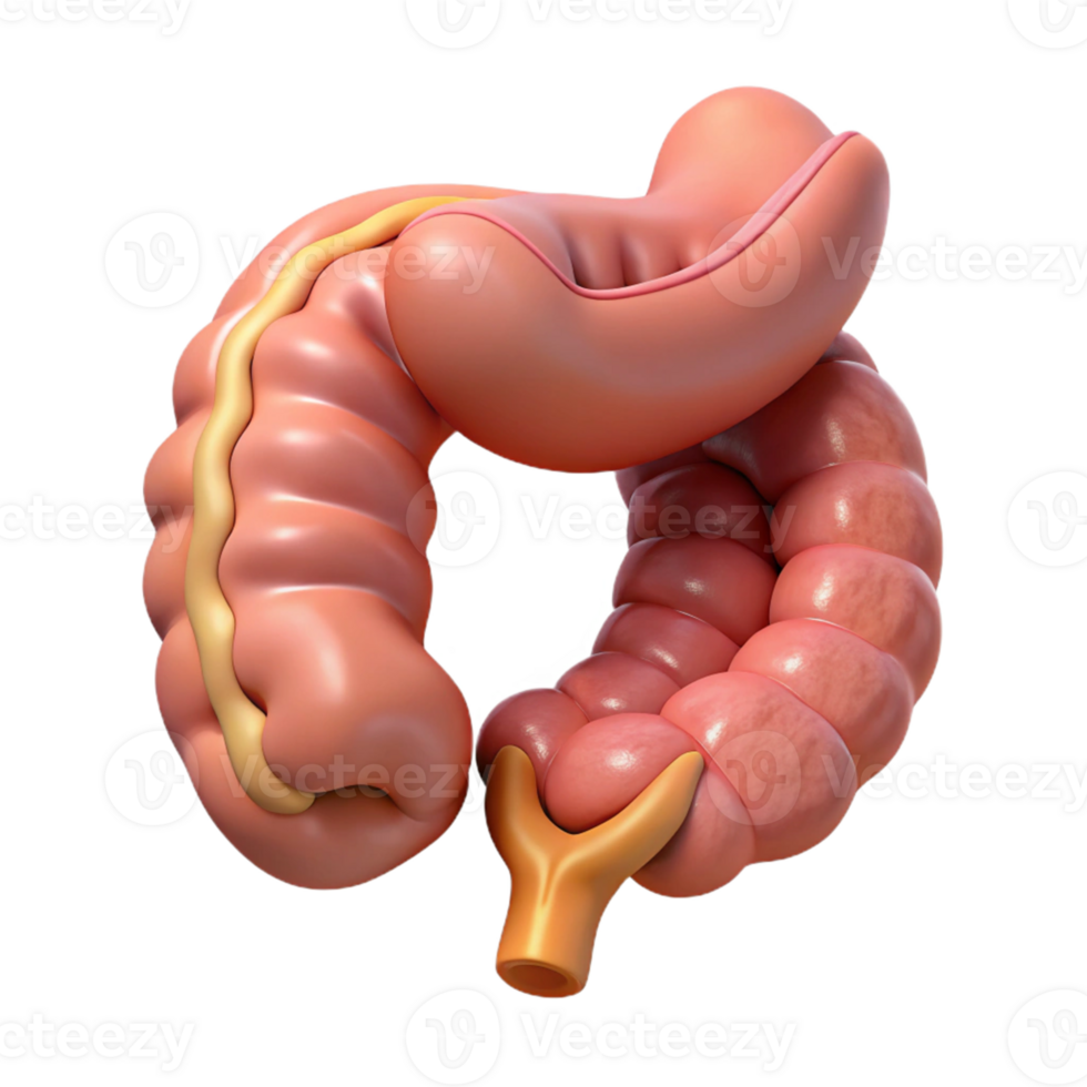 Isometric Model of the Human Colon png