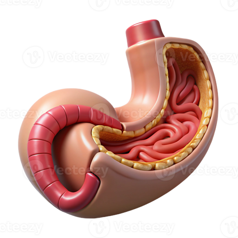 Isometric Model of Human Stomach and Small Intestine png