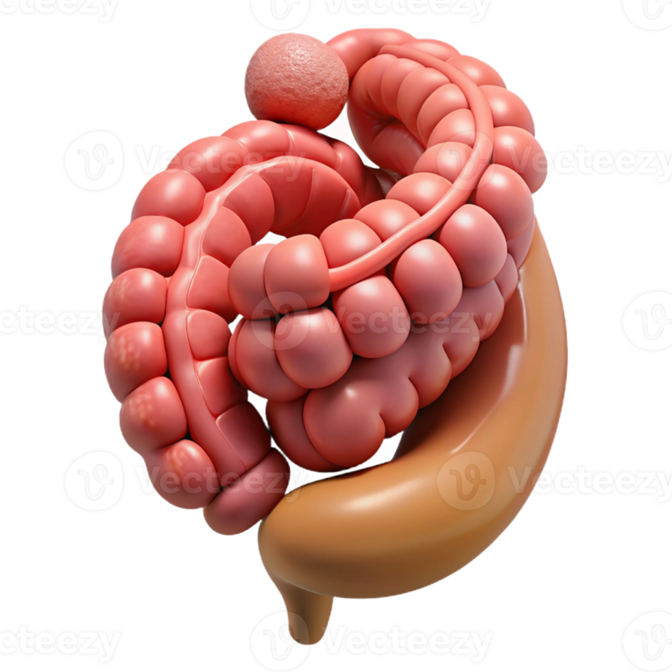 Human Digestive System Isometric Illustration png