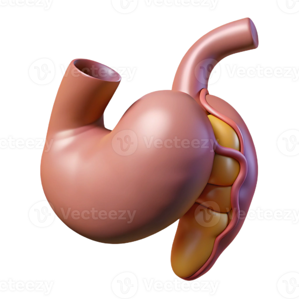 Isometric Model of Human Stomach and Duodenum png