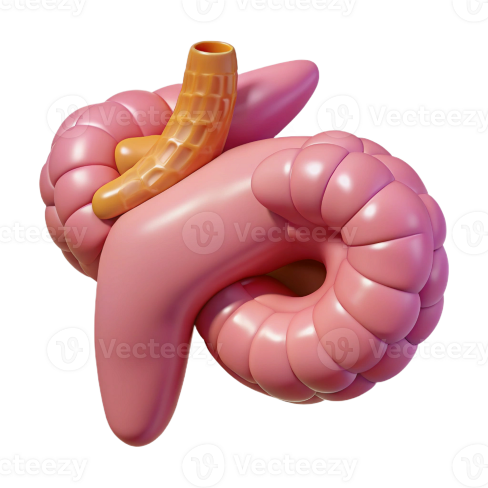 Isometric Model of a Human Digestive System png