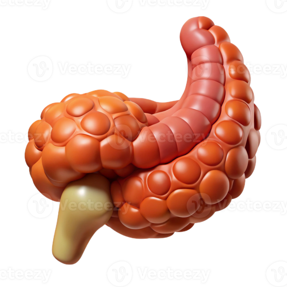 Isometric Illustration of a Digestive System png