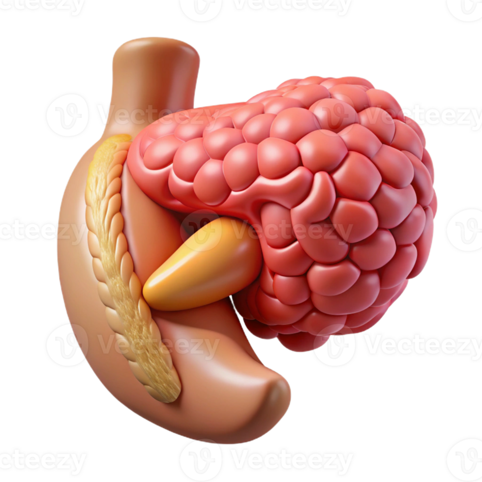 Isometric Render of Pancreas and Stomach png