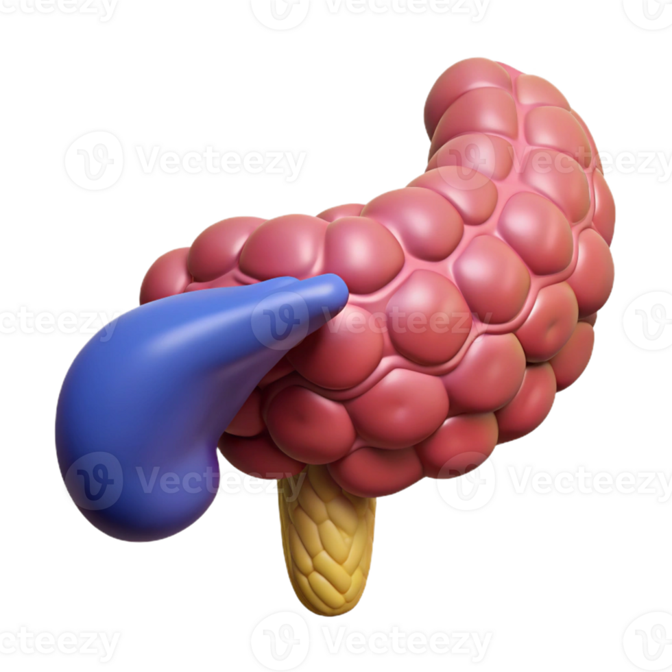 Isometric Illustration of Pancreas Anatomy png