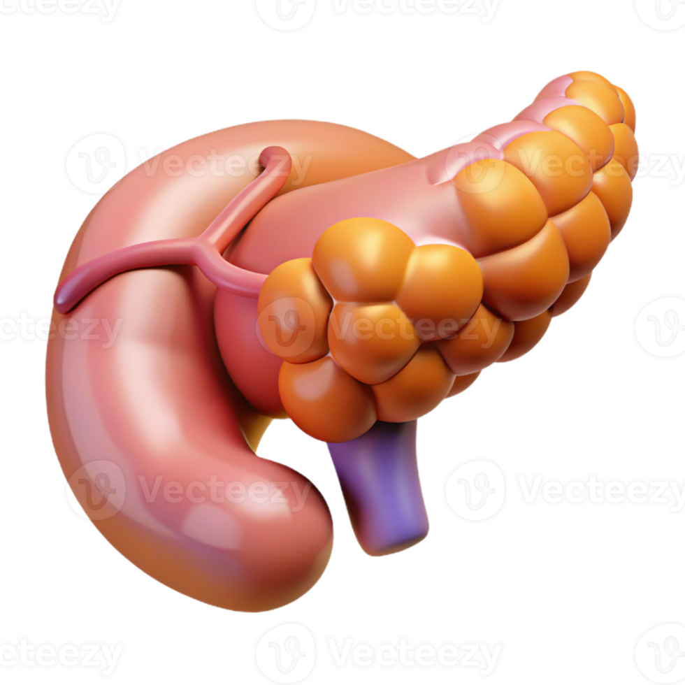 Isometric Render of Pancreas Illustration png