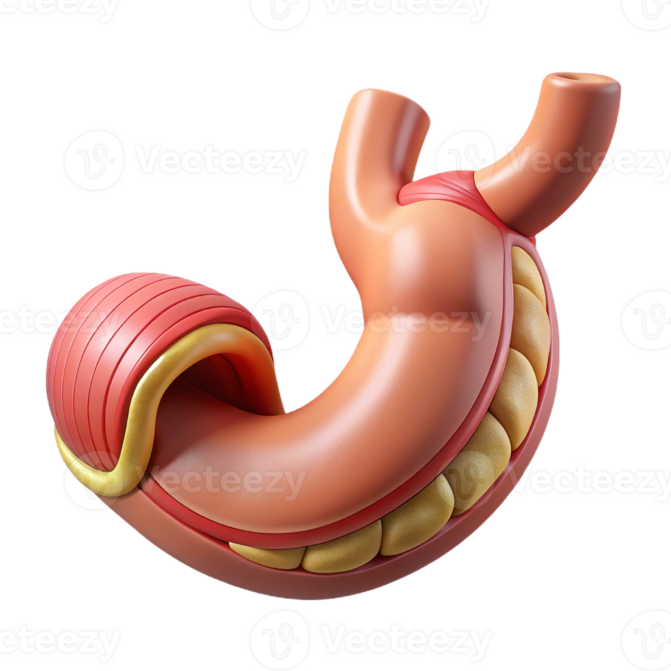 Isometric Stomach Model Illustration png