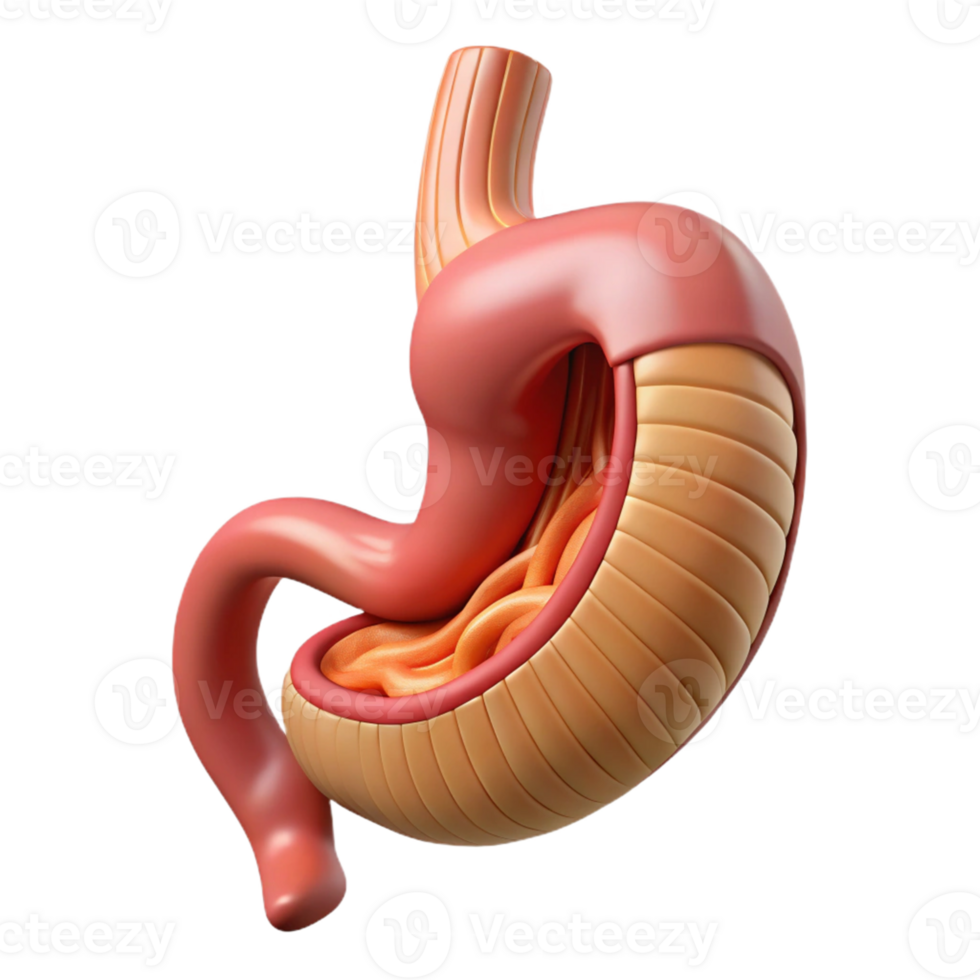 Isometric Illustration of Human Stomach png