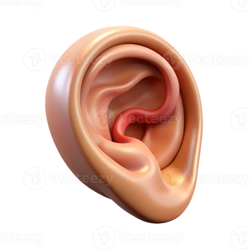 Isometric Render of Human Ear Anatomy png
