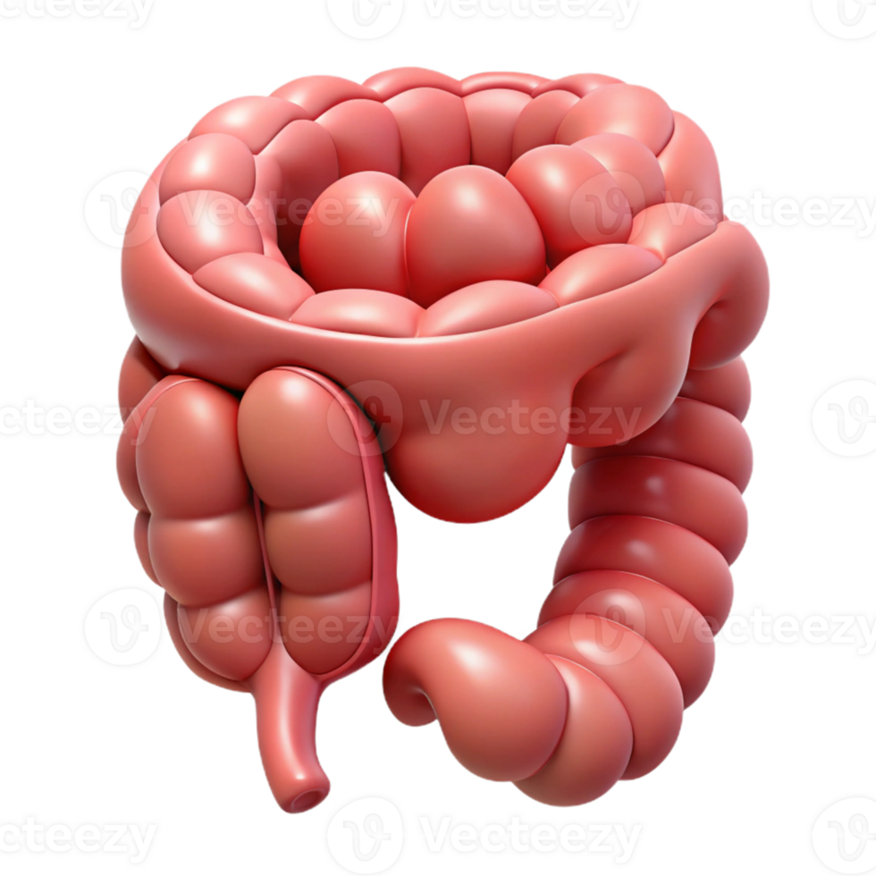 Isometric Illustration of the Human Digestive System png