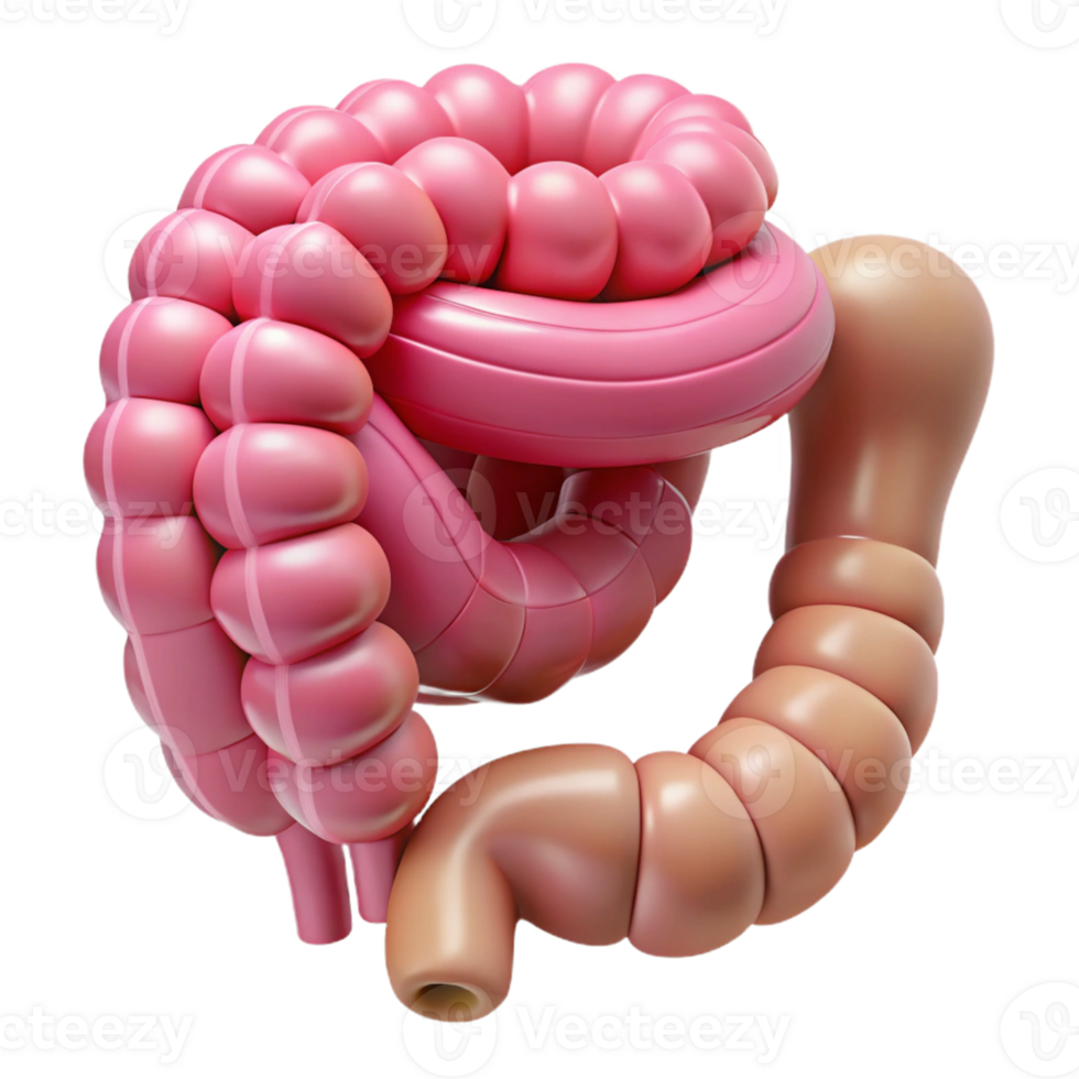 Isometric Model of the Human Intestine png