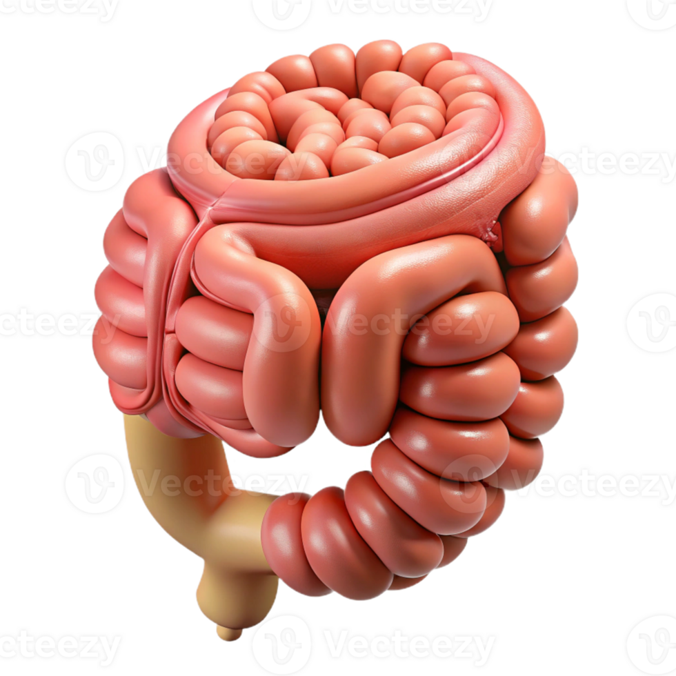 Isometric Rendered Human Organ png