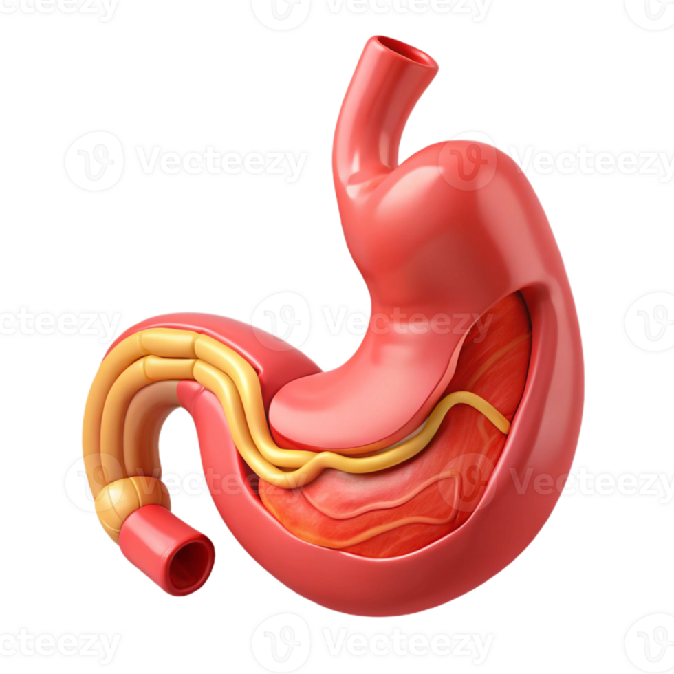 Human Stomach Anatomy Isometric Model png