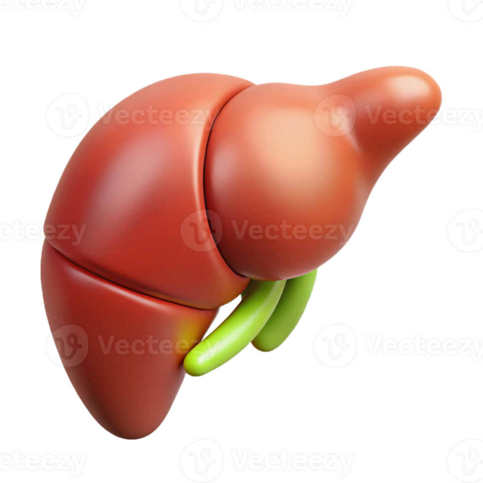 Isometric Render of Human Liver Anatomy png
