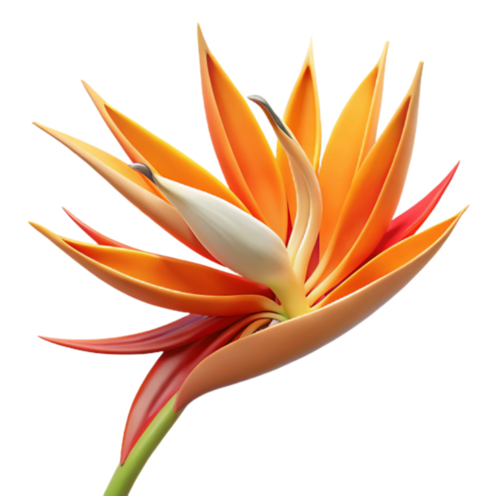 Vibrant Bird of Paradise Flower 3D Render png