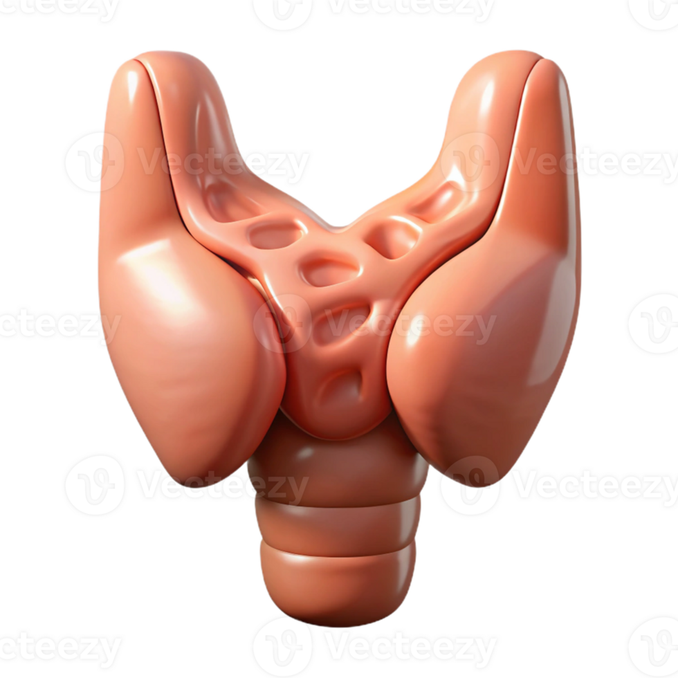 Isometric Thyroid Gland Model Illustration png