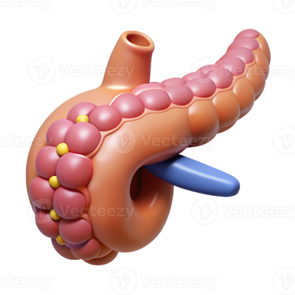Isometric Render of Pancreas Organ png