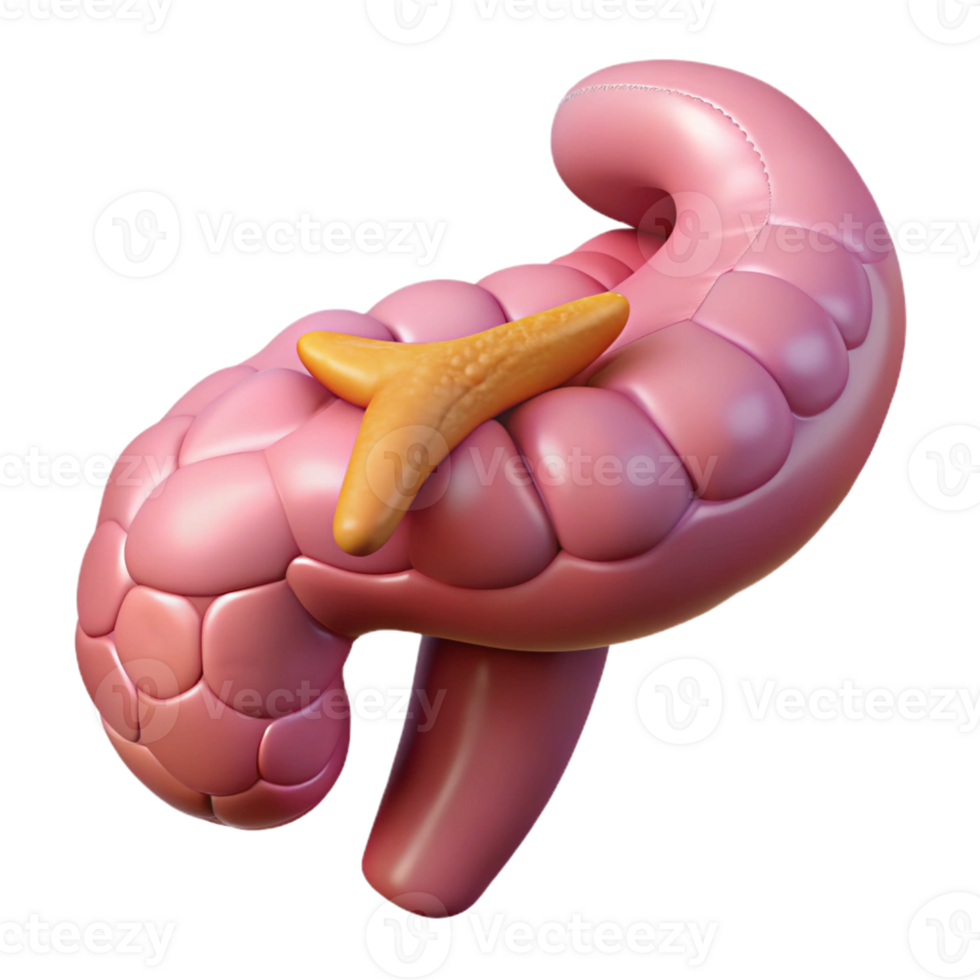 Isometric Model of Human Pancreas png