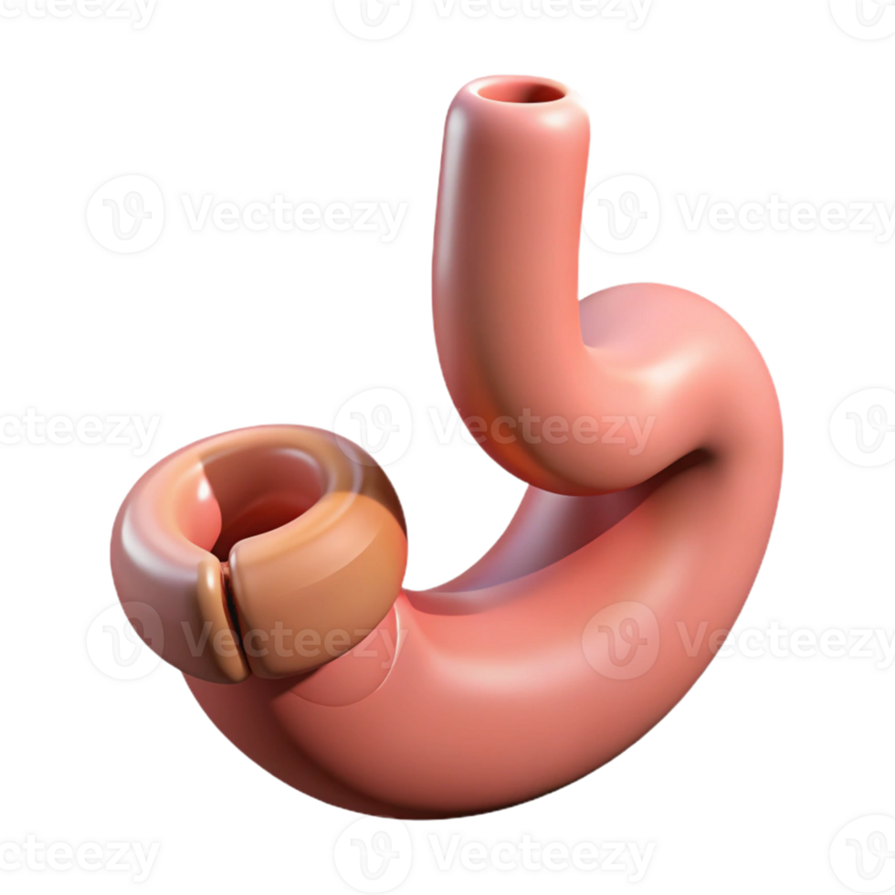 Isometric Render of Stomach Anatomy png
