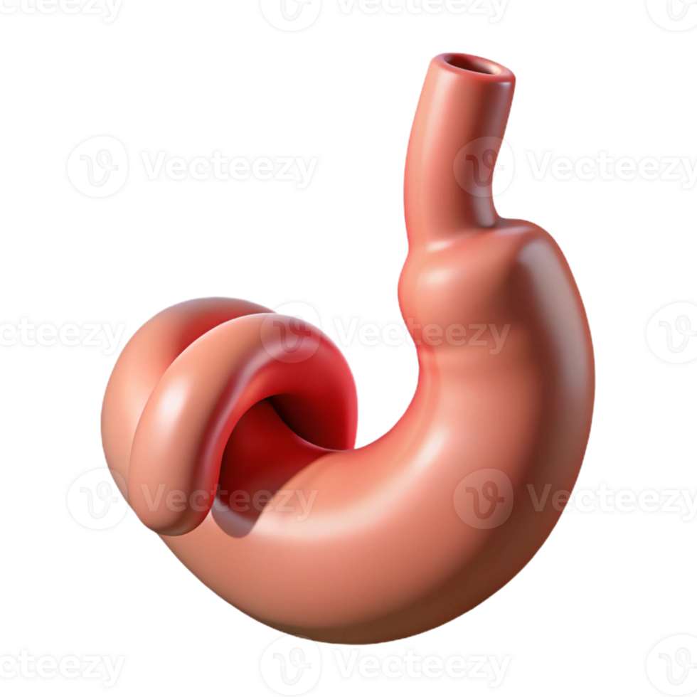 Isometric Rendered Twisted Stomach Anatomy png