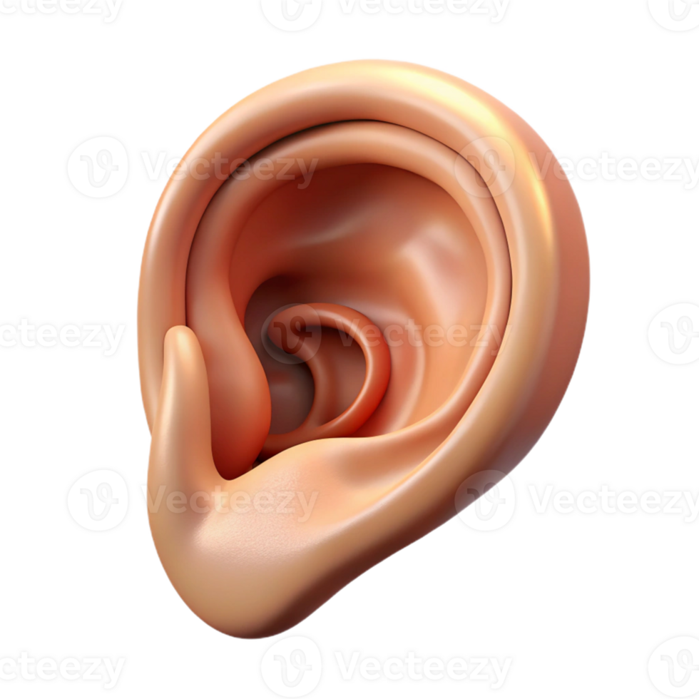 Isometric Ear Anatomy Illustration png