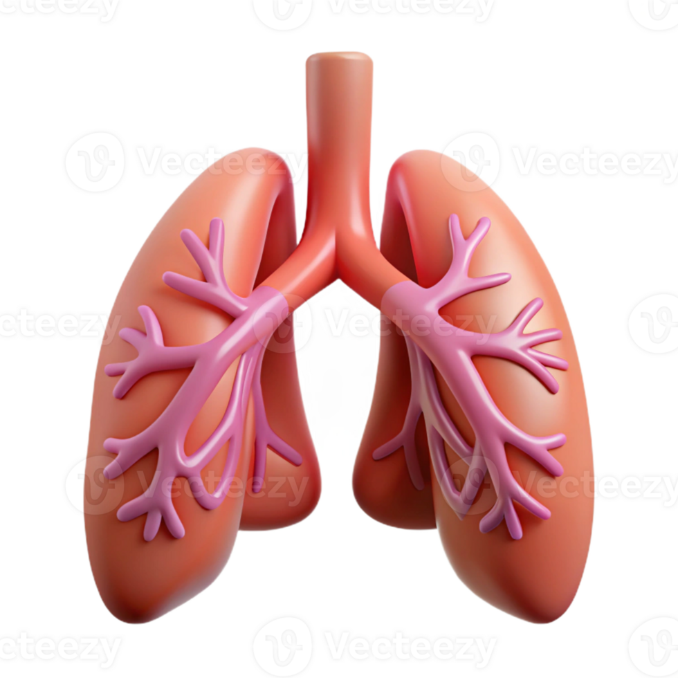 Isometric Rendered Human Lungs Anatomy png