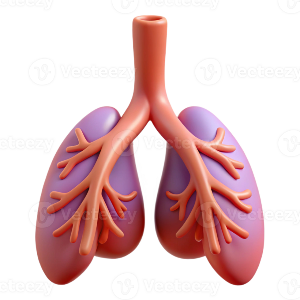 Isometric Rendered Human Lungs Illustration png