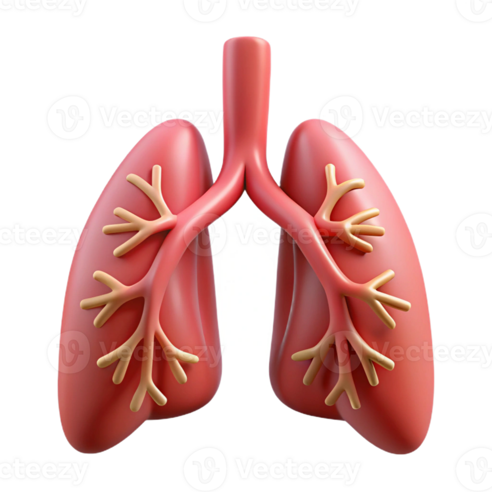 Isometric Illustration of Human Lungs png