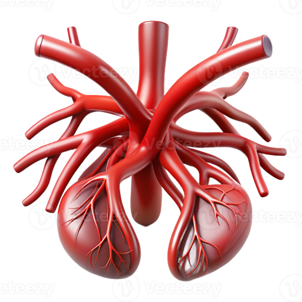 Isometric Render of Human Organ with Blood Vessels png