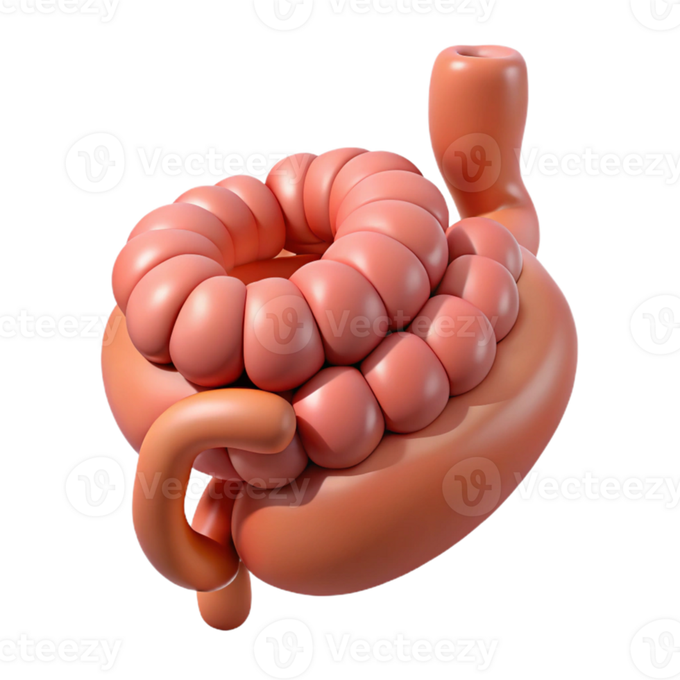 Isometric Rendered Human Intestine Illustration png