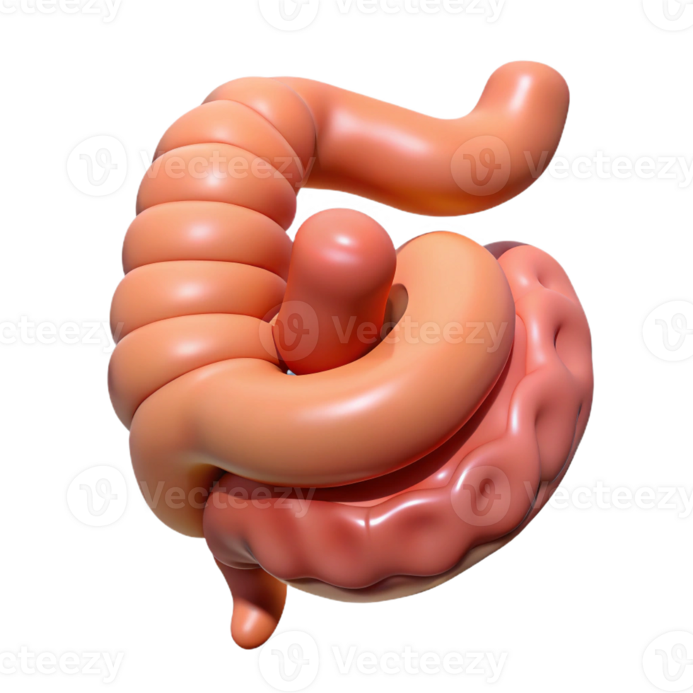 Isometric Rendered Intestine Anatomy png