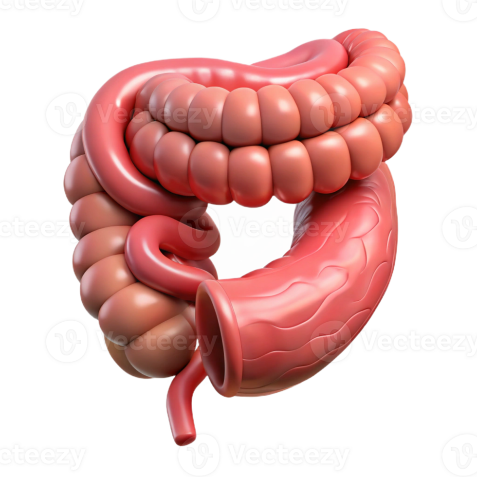 Isometric Model of Human Intestines png