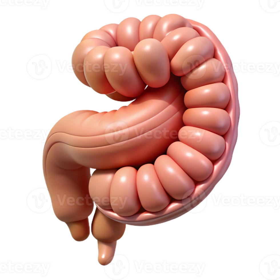 Isometric Render of Human Intestine png