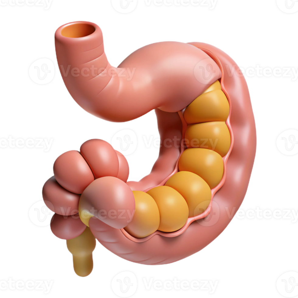 Isometric Illustration of Digestive System png