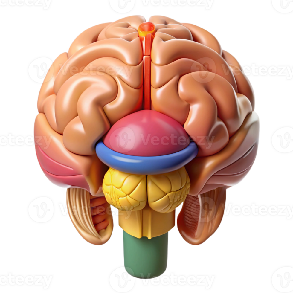 Isometric Illustration of a Human Brain png