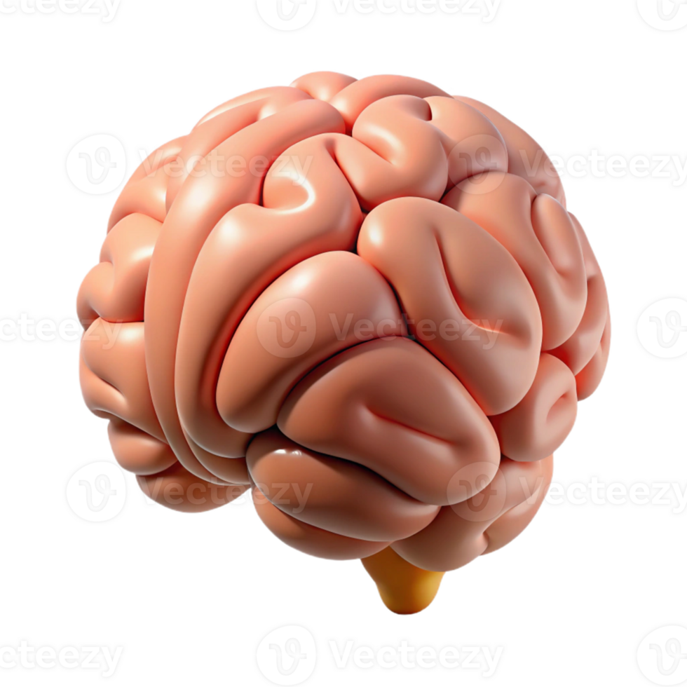 Human Brain Isometric Model png