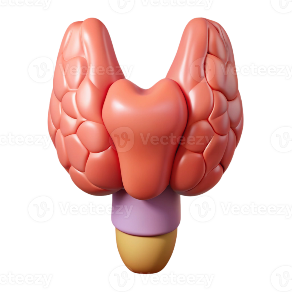 Isometric Render of Human Thyroid Gland png