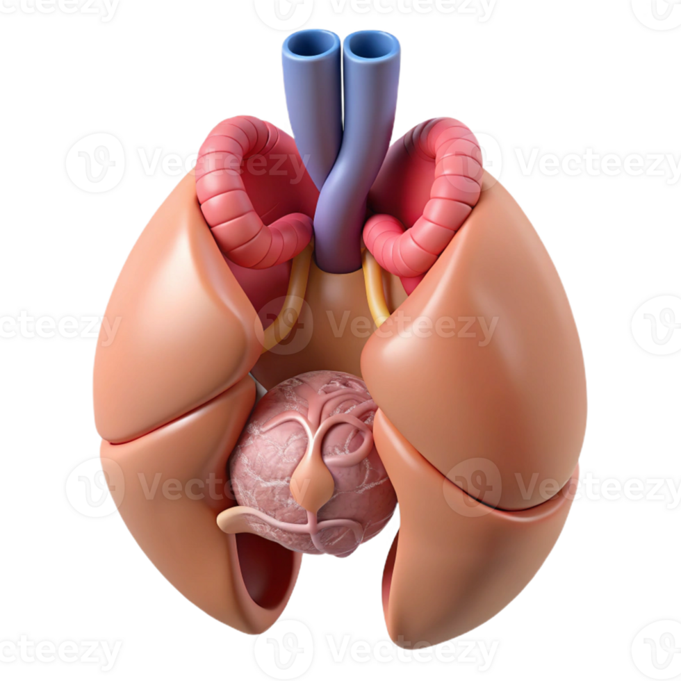 Isometric Model of Human Organ System png