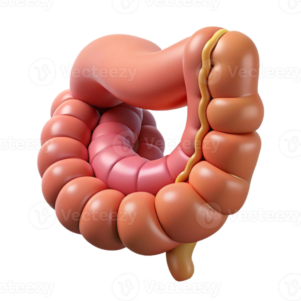 Isometric Render of Intestine Anatomy png